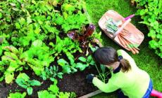 Il tuo piccolo orto: quali piante seminare