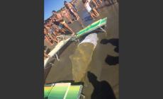 Cervia, delfino morto per le forti mareggiate