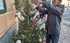 Lavagna, il Comune non ha soldi per gli alberi di Natale, ci pensano un vivaista e i cittadini