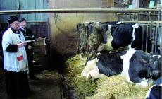 Animali, ciaspolate,  e... falò 