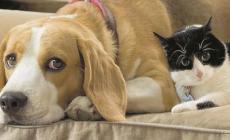 Occhio al  diabete nemico di cani e gatti