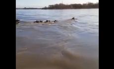 Un gruppo di cinghiali  attraversa a nuoto il Po - Video