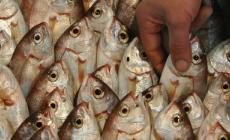 Sos infezioni alimentari: decalogo per difendersi 