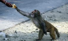 Germania: incendio allo zoo di Krefeld, strage di scimmie