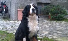 Alfredo Stocchi: "Hanno avvelenato il mio cane"