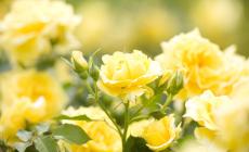 XIX Mostra Mercato Rose e Roseti