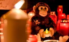 Strage scimmie,uccise da lanterne cinesi