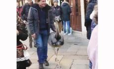 Venezia: due struzzi a spasso tra le calli, multati proprietari - Video 