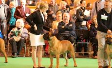 In passerella i cani più belli del mondo 
