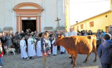 Sant'Antonio, benedetti gli animali