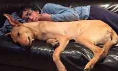 86 cani e 25 gatti hanno trovato una nuova casa 