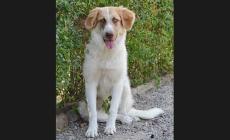 Cagnolina ritrovata:  si cercano i proprietari