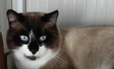 Gatto smarrito a Vicofertile