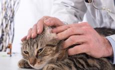Un gatto con l'otite? Cause, sintomi e cure