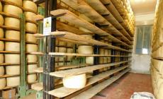 Razzia di formaggio al caseificio di Vezzano