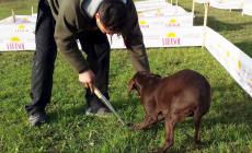 Tartufo, raccolta e commercio: pronte le regole