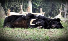 No alle fattorie della Bile Abbracciamo l'orso
