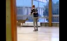 Capriolo 'entra' a scuola a Imola, catturato e liberato - Video 