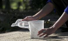 Zika: domani OMS decide su emergenza
