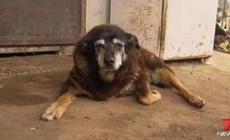 Morta Maggie, cane piu' longevo al mondo aveva 30 anni
