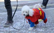 Carnevale: la sfilata dei cani in maschera 
