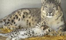 In Etiopia contrabbando di baby leopardi
