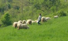 “Su per Terra”: in cammino tra pastore, cuoche e pecore