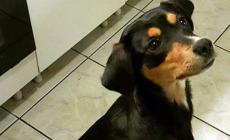 Cani da adottare