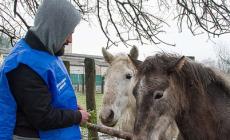 Cavalli al pascolo «pericoloso»: multa da 3mila euro al padrone