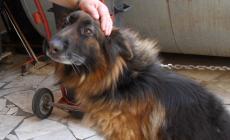 Aiutiamo Orso: da 3 anni vive legato sotto il sole