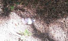 Fiamme alla cantoniera: trovata una bottiglia con benzina