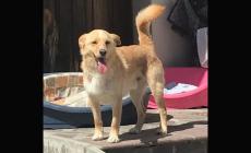 Cani da adottare - Foto