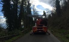 Tabiano Castello, ancora un albero in strada 