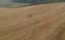 Scipione e Tabiano: nuovi avvistamenti di lupi