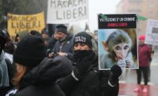 Macachi, 300 animalisti sfilano in città dopo lo stop provvisorio alla sperimentazione - Foto