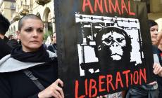 Sospesa la sperimentazione sui macachi, Rettore e Pro Rettore: 'La ricerca è un bene universale'