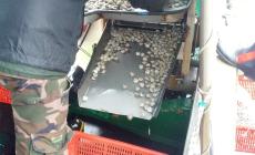 Sos per vongole e telline