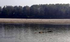 Florida, ucciso da un alligatore mentre cercava il frisbee nel lago 