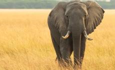 Nel 2015 ventimila elefanti africani uccisi per l'avorio
