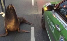 La  foca Charly scappa dal circo, fermata dalla polizia 