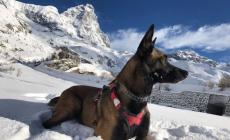 Cane sopravvive 16 giorni su ghiacciai