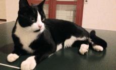 Ritrovato gatto in Via Solari