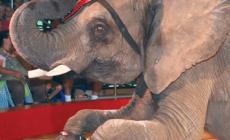 Elefante ha un malore: vigili del fuoco al circo