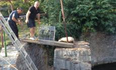 Un animale selvatico recuperato ogni giorno