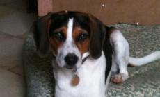 Coppia di fatto si separa: affido condiviso per il cane