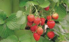 Rosse delizie buone anche in vaso