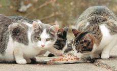 Più sterilizzazioni contro le «stragi» di gattini