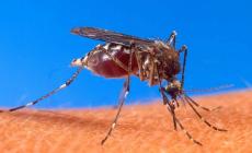 Due persone  morte per il West Nile Virus