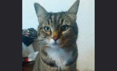 Gatto smarrito a Casaselvatica 