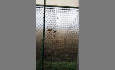 Atti vandalici al gattile